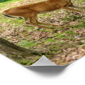 Hirschkuh im Wald Poster (Ecke)