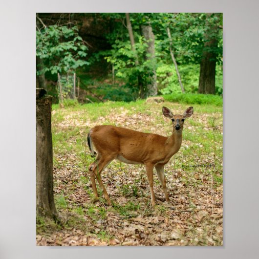Hirschkuh im Wald Poster (Vorne)