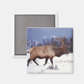 Hirschland Magnet (Vorderseite/Rückseite)