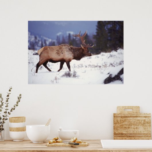 Hirschland Poster (Küche)