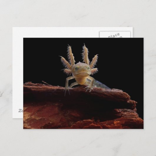 Hirschlarve Postkarte (Vorne/Hinten)