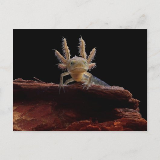 Hirschlarve Postkarte (Vorderseite)