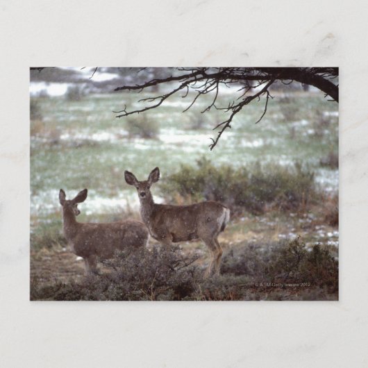 Hirschlauf Postkarte (Vorderseite)