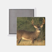 Hirschmagnet Magnet (Vorderseite/Rückseite)