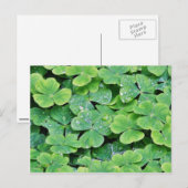 Hirschpark Irland Kleeblatt Tautropfen Postkarte (Vorne/Hinten)