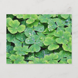 Hirschpark Irland Kleeblatt Tautropfen Postkarte
