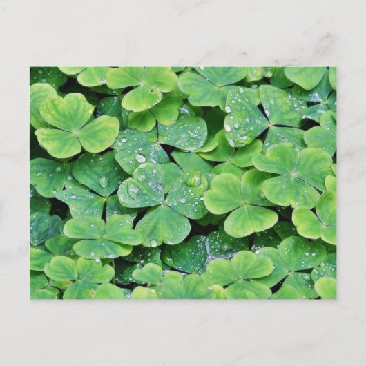 Hirschpark Irland Kleeblatt Tautropfen Postkarte (Vorderseite)