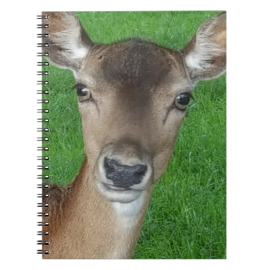 Hirschportrait Fotografie Wildlife Notizblock (Vorderseite)