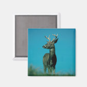 Hirschportrait Magnet (Vorderseite/Rückseite)