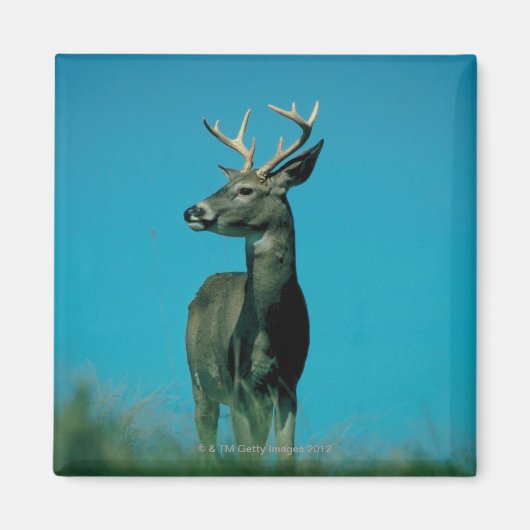 Hirschportrait Magnet (Vorne)