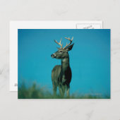 Hirschportrait Postkarte (Vorne/Hinten)