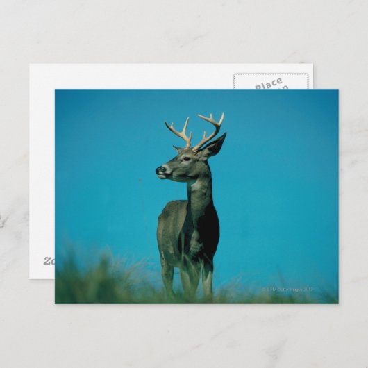 Hirschportrait Postkarte (Vorne/Hinten)