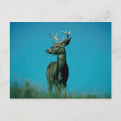 Hirschportrait Postkarte (Vorderseite)