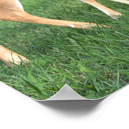 Hirschposter Poster (Ecke)