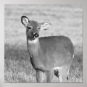 Hirschposter Poster (Vorne)