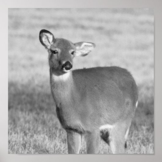 Hirschposter Poster (Vorne)