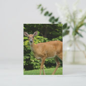 Hirschpostkarte Postkarte (Stehend Vorderseite)