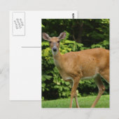 Hirschpostkarte Postkarte (Vorne/Hinten)