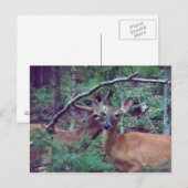 Hirschpostkarte Postkarte (Vorne/Hinten)