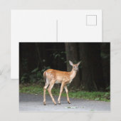 Hirschpostkarte Postkarte (Vorne/Hinten)