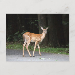 Hirschpostkarte Postkarte