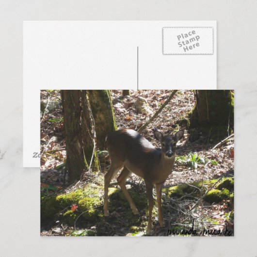 Hirschpostkarte Postkarte (Vorne/Hinten)