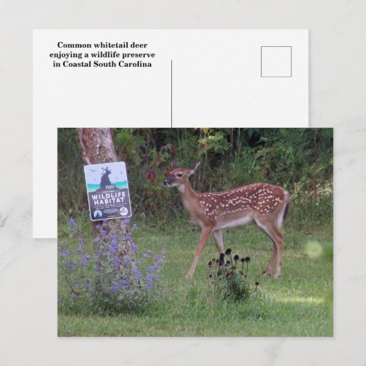 Hirschpostkarte Postkarte (Vorne/Hinten)