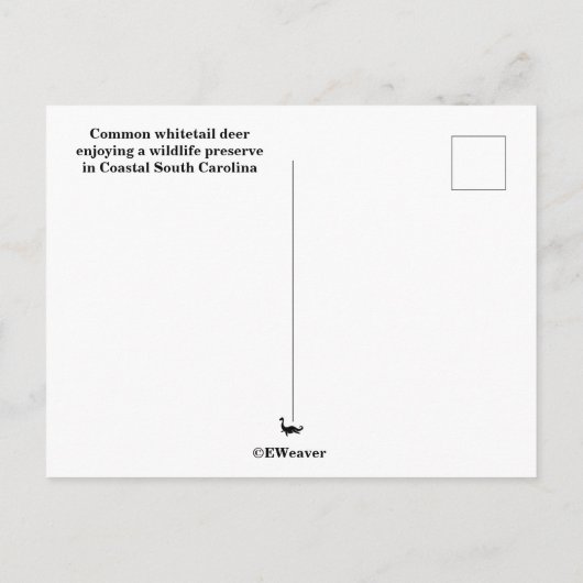 Hirschpostkarte Postkarte (Rückseite)