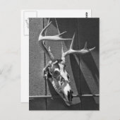 Hirschschädel und Antler in Schwarz und Weiß Postkarte (Vorne/Hinten)