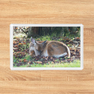 Hirschschlafen auf einem Bett von Blätter Wildlife Acryl Tablett