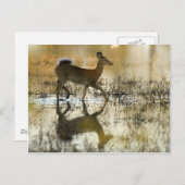 Hirschschschatten mit weißem Schwanz Postkarte (Vorne/Hinten)