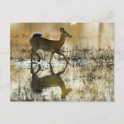 Hirschschschatten mit weißem Schwanz Postkarte (Vorderseite)