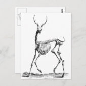 Hirschskeleton-Postkarte Postkarte (Vorne/Hinten)