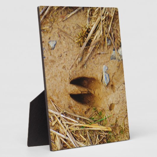 Hirschspur Fotoplatte (Seite)