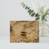 Hirschspur Postkarte (Stehend Vorderseite)