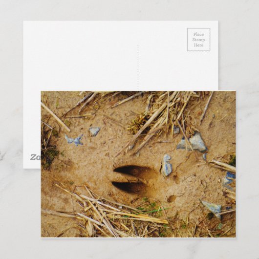 Hirschspur Postkarte (Vorne/Hinten)