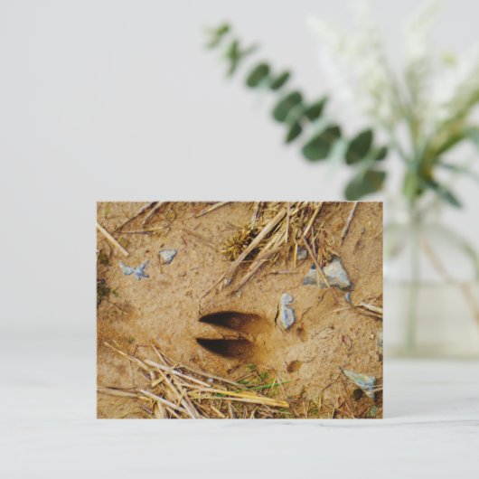 Hirschspur Postkarte (Stehend Vorderseite)