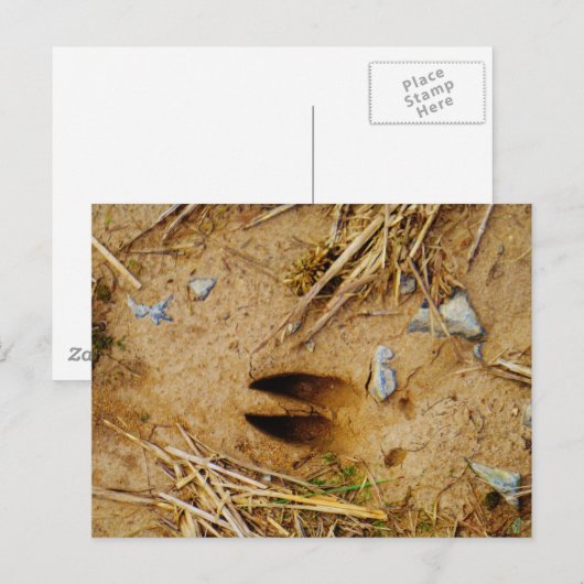 Hirschspur Postkarte (Vorne/Hinten)
