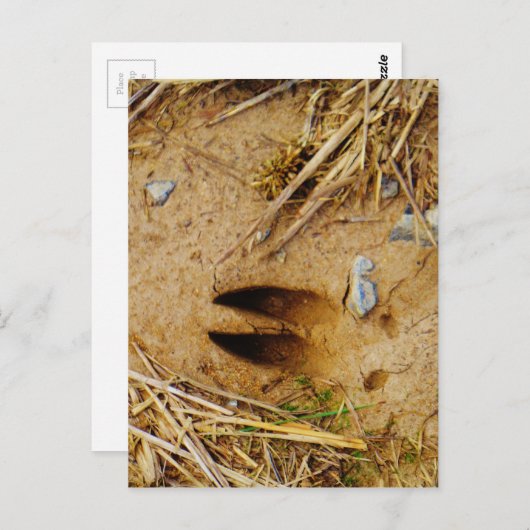 Hirschspur Postkarte (Vorne/Hinten)