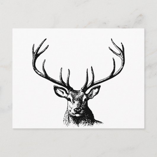 Hirschtierantler Natur Wildtierhörner Kopf Postkarte (Vorderseite)