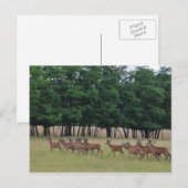 Hirschüberquerung Postkarte (Vorne/Hinten)