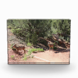 Hirschwandern Fotoblock