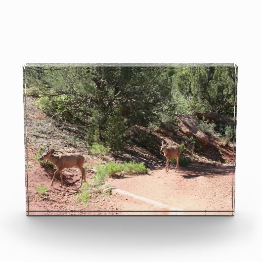 Hirschwandern Fotoblock (Vorderseite)