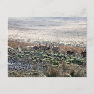 Hirschweide Lyme Park Postkarte