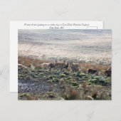 Hirschweide Lyme Park Postkarte (Vorne/Hinten)