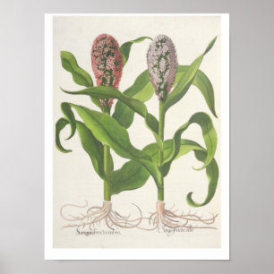 Hirse: fructu 1.Sorgum rubro; fructu 2.Sorgo albo Poster