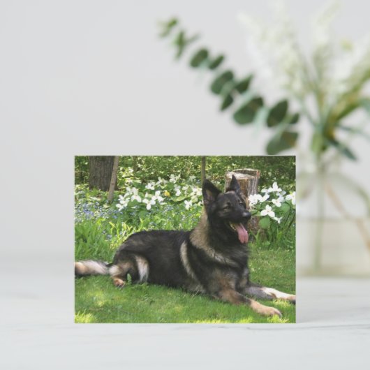 Hirte Postkarte (Stehend Vorderseite)