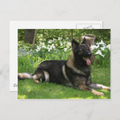 Hirte Postkarte (Vorne/Hinten)