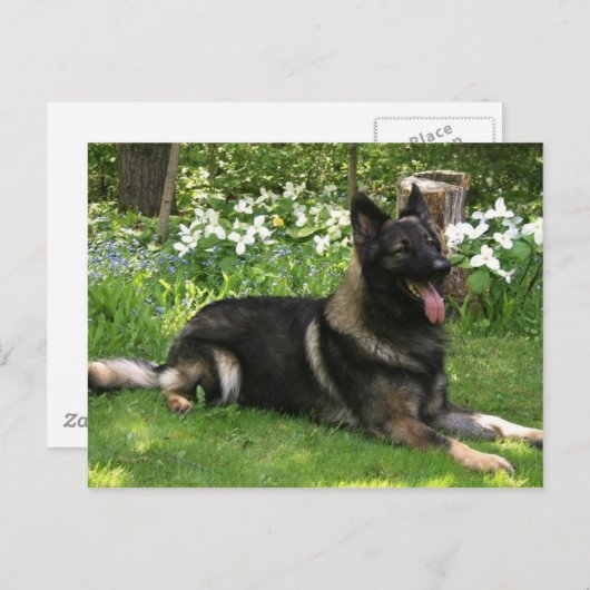 Hirte Postkarte (Vorne/Hinten)