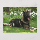 Hirte Postkarte (Vorderseite)